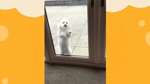 Cute dog dancing || Funny Dog || #Trend || #Video