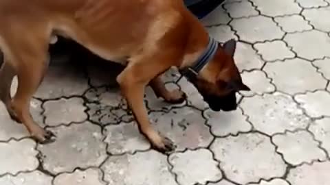 Dog Eat Challenge