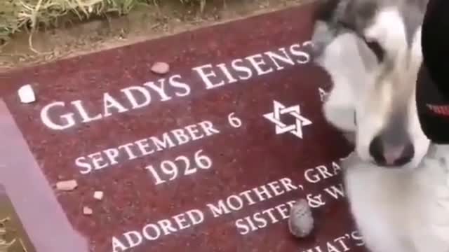 Loyal dog lies next to owner's grave