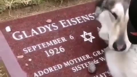 Loyal dog lies next to owner's grave