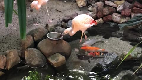 Flamingos Feed Fish