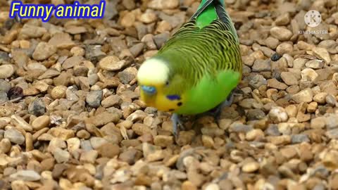 Lovely bird || cute bird