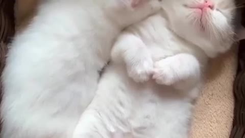 The kitten sneezes while asleep