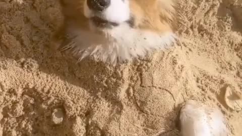 Dogs will not be stingy of their love