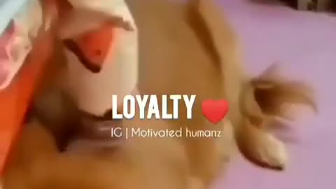 Loyalty can't be purchased