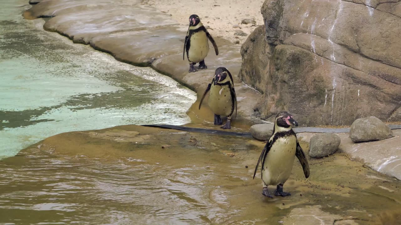 Beautiful Ocean Penguins Playing Together