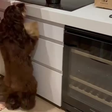 bichinho de Estimação,