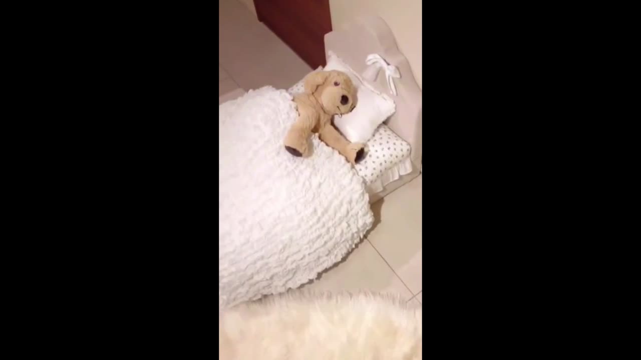 Cute Beautiful Clever Puppy