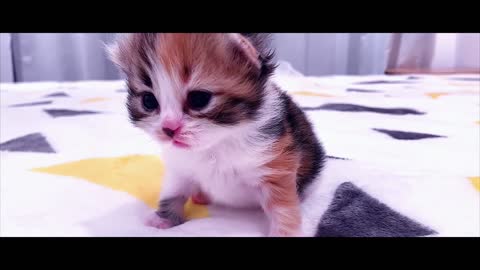 The cute kitten looks scared