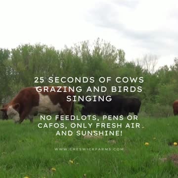 Cows Grazing On Pasture - No Feedlot - No Pens - No CAFO