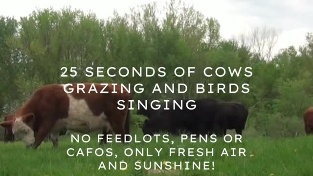 Cows Grazing On Pasture - No Feedlot - No Pens - No CAFO