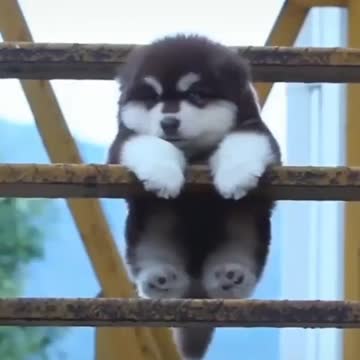 The dog clings to the tray, does exercises, and hears stimulating music.