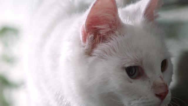 A miracle happened when a beautiful cat walked on the piano