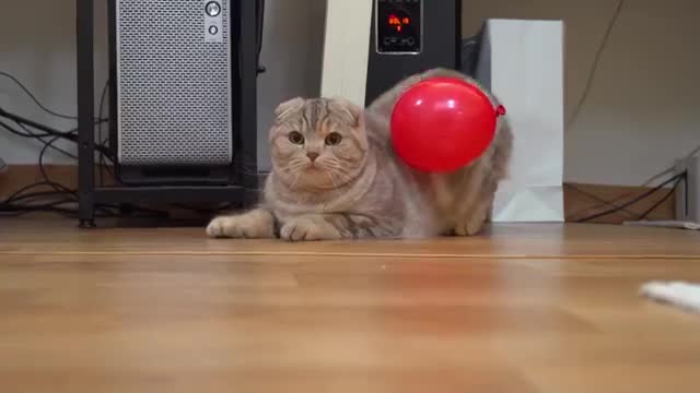 Attaching a Balloon to Cats 😾