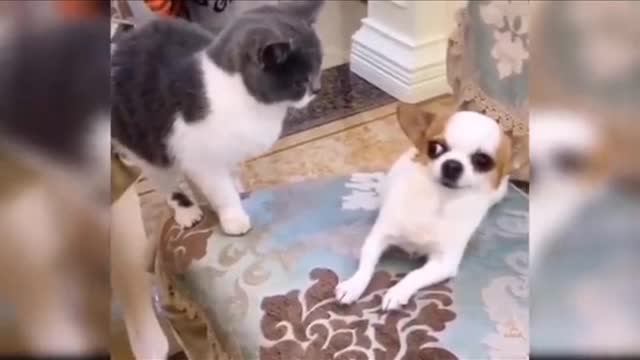 Baby Dogs - Cute and Funny Dog Videos Compilation #2