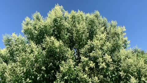 flower trees are gently dancing by the wind