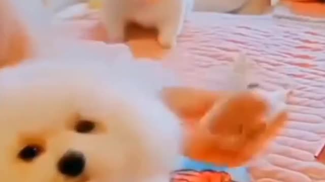 cute pets | cute puppy dog | cute puppy doing cute things | cute dogs | #Shorts