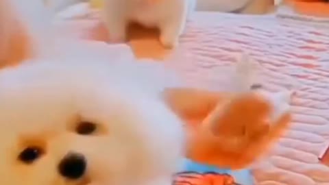 cute pets | cute puppy dog | cute puppy doing cute things | cute dogs | #Shorts