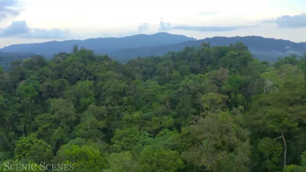nimals of Amazon - Animals That Call The Jungle Home | Amazon Rainforest |Scenic Relaxation Film