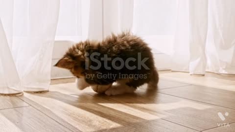 Baby cats -cute and funny videos