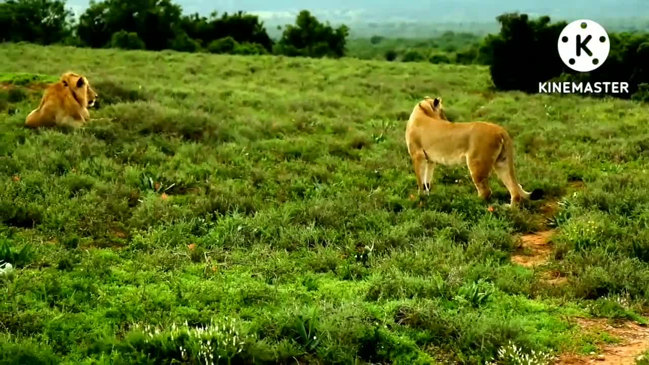 Forest animals lion video