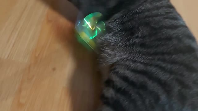 Playing with the cat, and the reaction is intense.