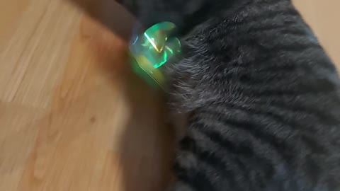 Playing with the cat, and the reaction is intense.