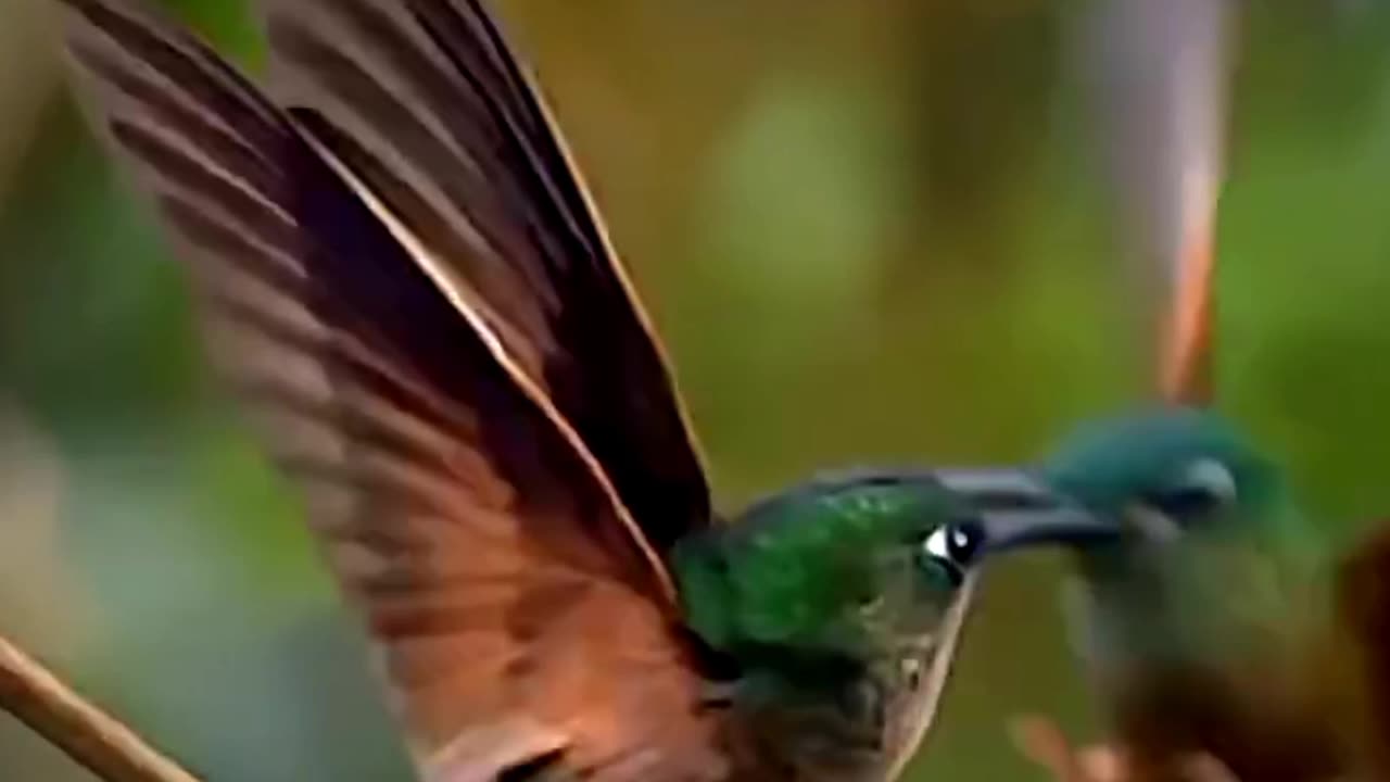 Beautiful Bird ASMR That Makes You Calm Original Satisfying Videos PART - 34