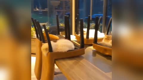 Cats Lying on the chair