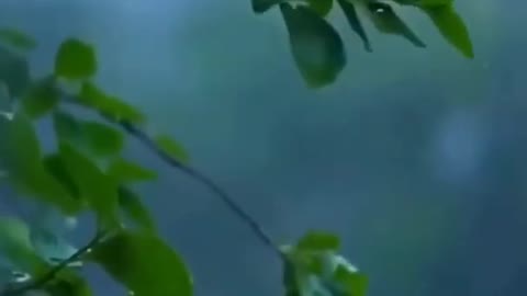 Nature satisfying video