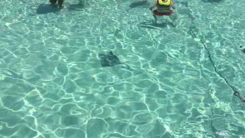 Swimming with the Stingrays