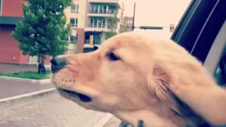 Fascinated puppy enjoys his first car ride