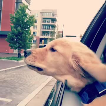 Fascinated puppy enjoys his first car ride