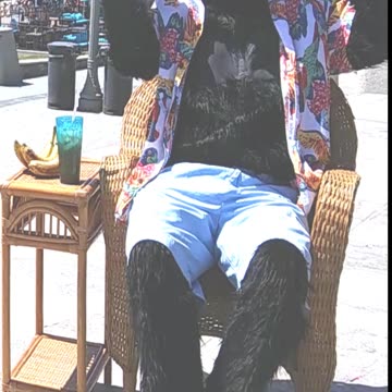 Kyle The Gorilla Shows Off For Ape-ril Fools' Day.