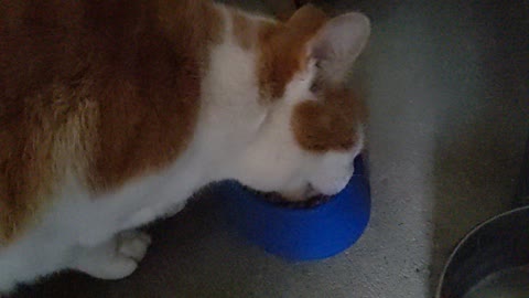 Orange cat eats food