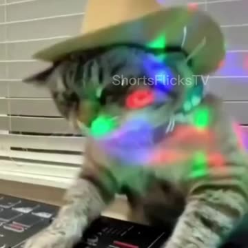 Cute Cat #funnycat #catlover