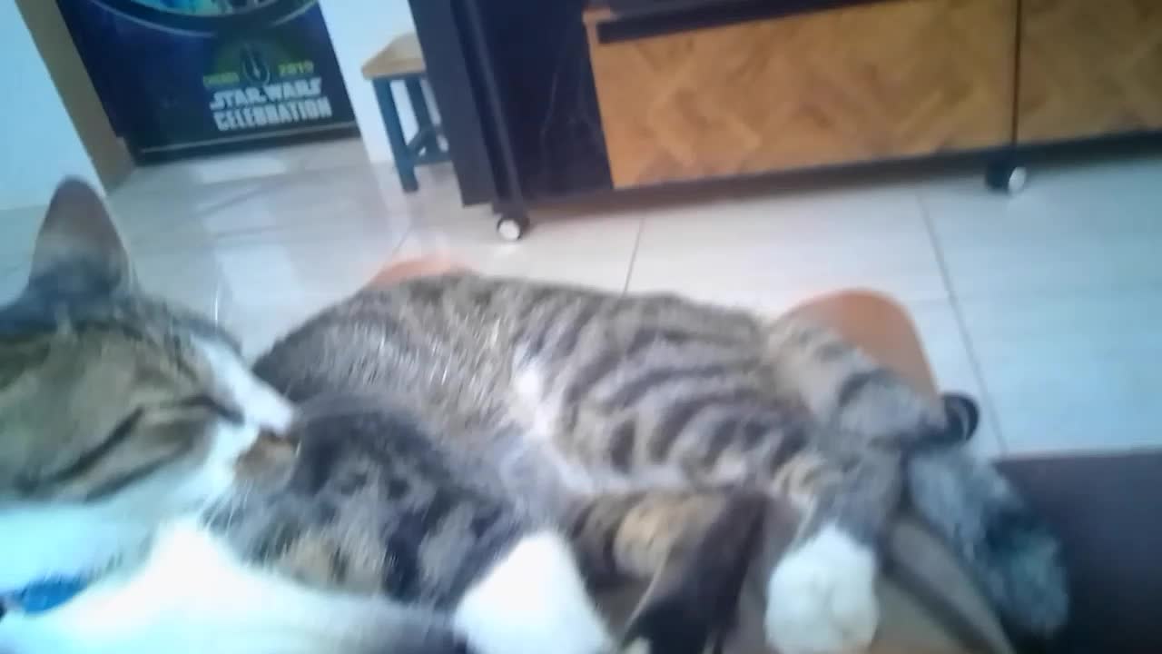 Cat gets paw massage and sleeps