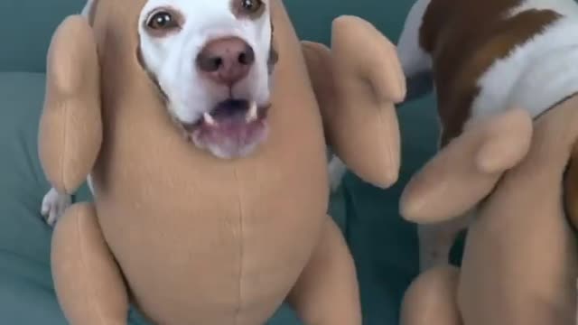 Funny dog ​​in chicken costume