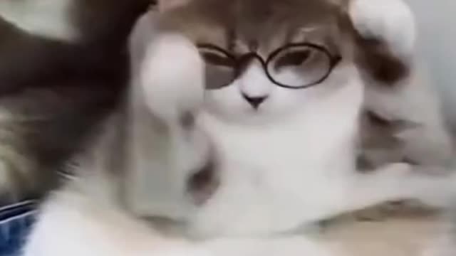 Is that a cat wearing glasses