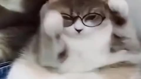 Is that a cat wearing glasses