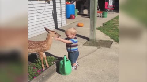 A little boy befriending a deer