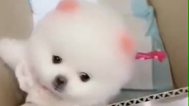 Super Cute Animals