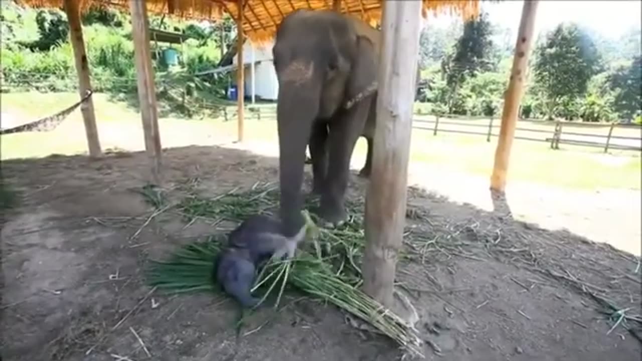 Cute Baby Elephant Videos Compilation..