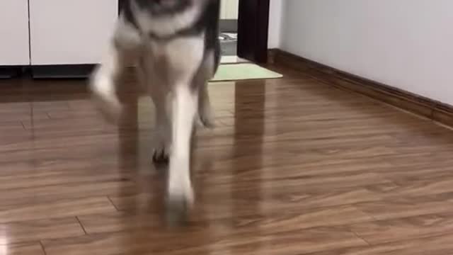 husky dance