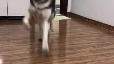 husky dance