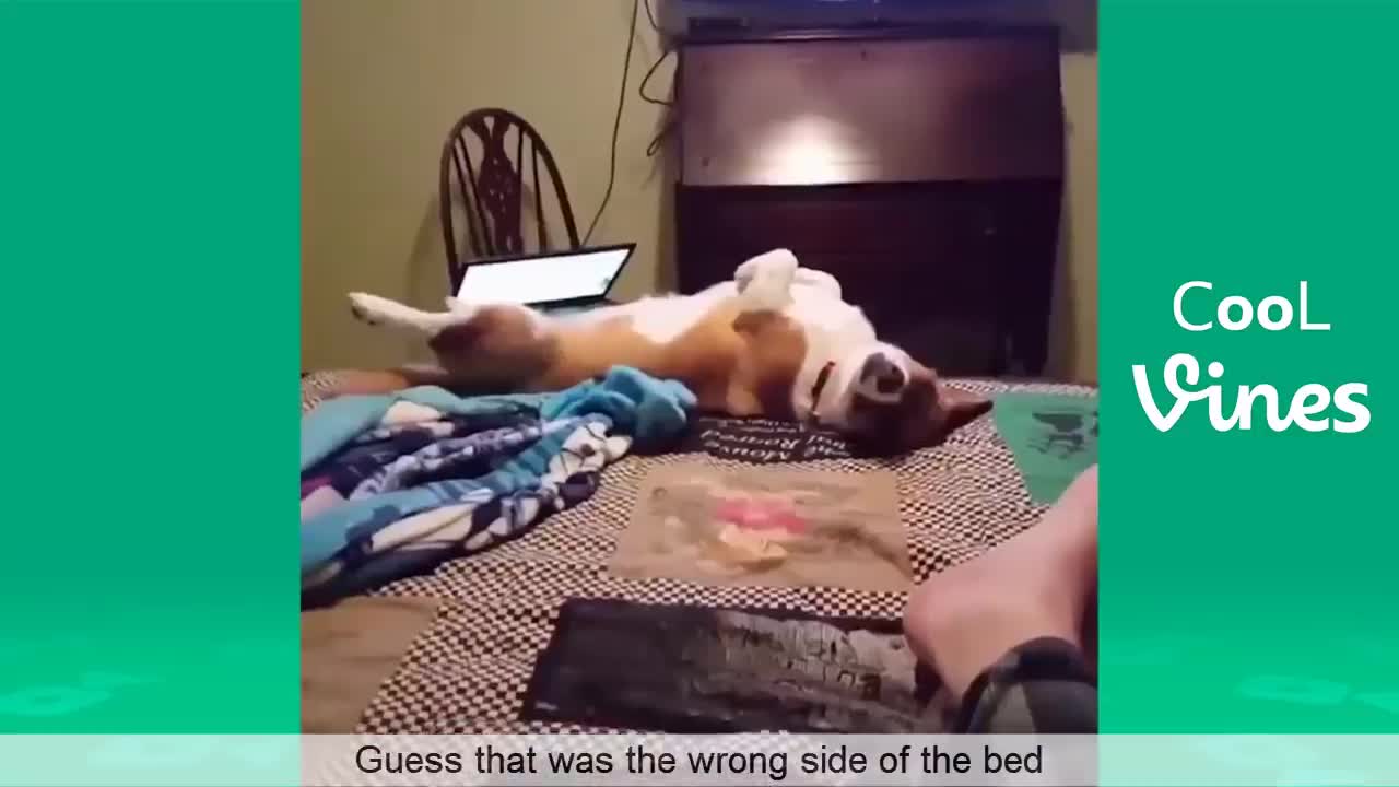 BEST FUNNY MOMENTS DOG&CAT