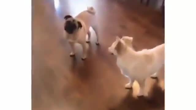 Very Funny Dogs