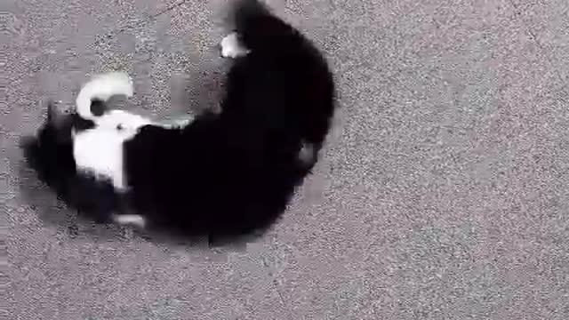 Windmill Cat