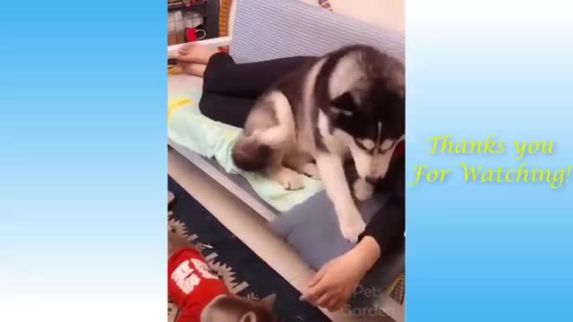 wow Nice Pranks Dog Video!!! Try To Stop Laugh Challenge Pranks