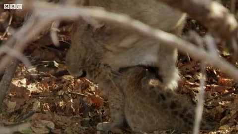 Lioness Cuddles Her Newborn Cubs | BBC Earth